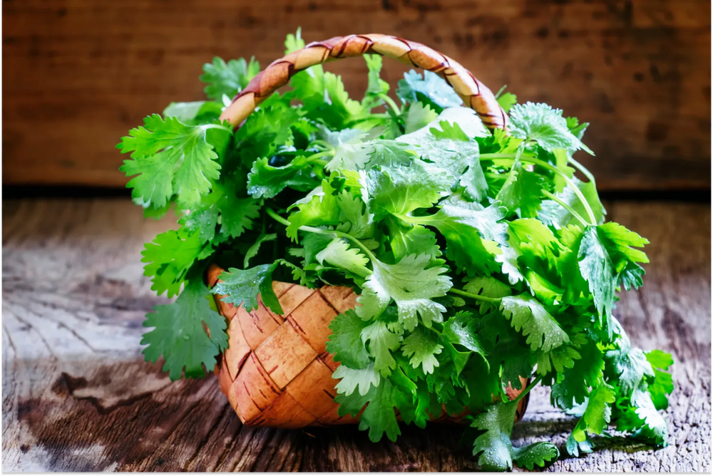 14 Health Benefits of Cilantro