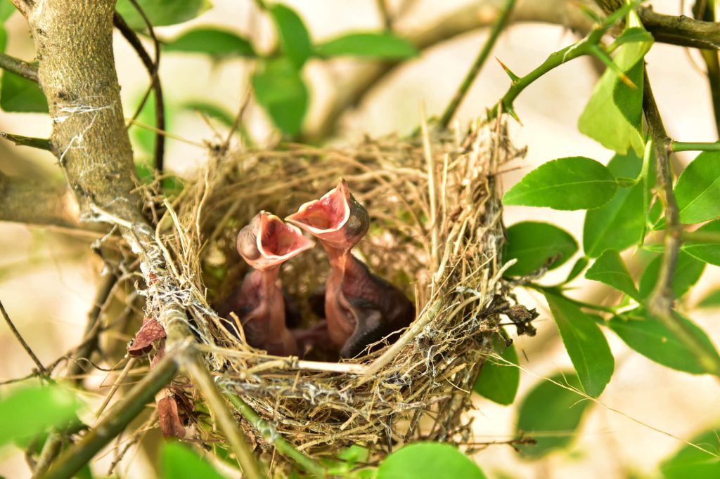 Baby birds in nest