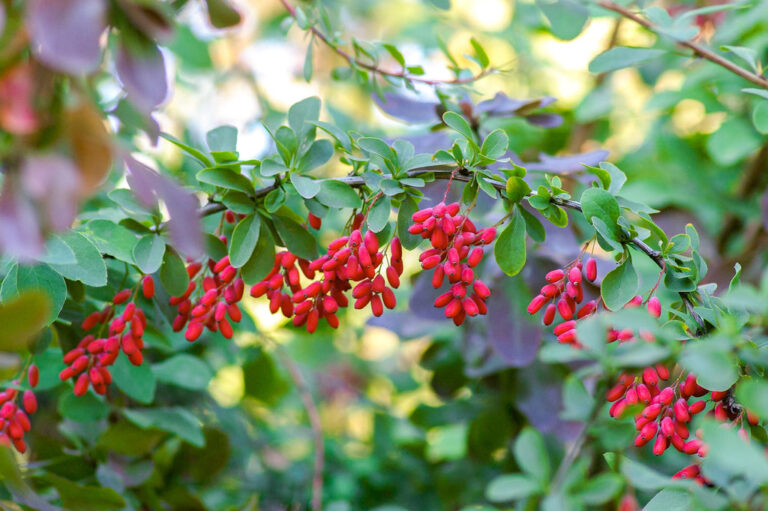 Barberry Roots: The Gateway to a Good Health