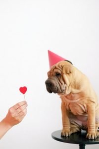 Valentine's Day with Your Pet- Amazing Ways to Show Your Love