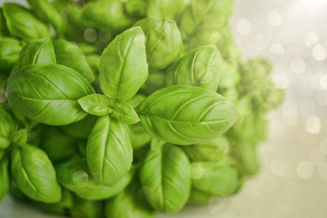 Basil leaves for relief from mouth ulcer