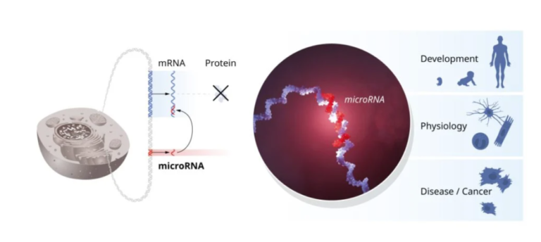 What is microRNA and why did its discovery merit this year’s Nobel Prize for Medicine? – Healthcare Economist