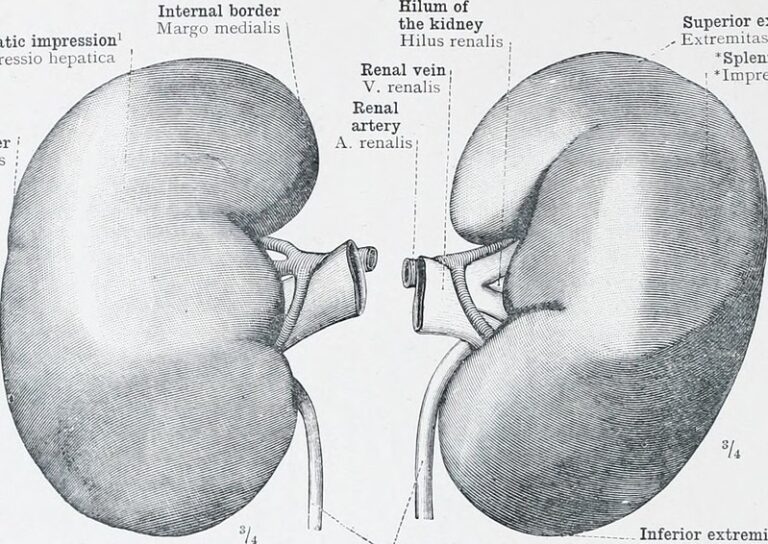 Novartis Gets Phase 3-Ready Rare Kidney Disease Drug via $800M Regulus Acquisition