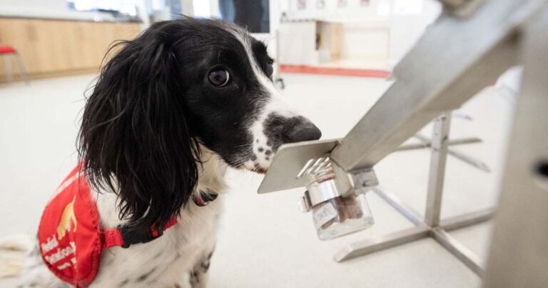 SpotitEarly launches in U.S. with $20.3M to detect cancer using AI and dogs