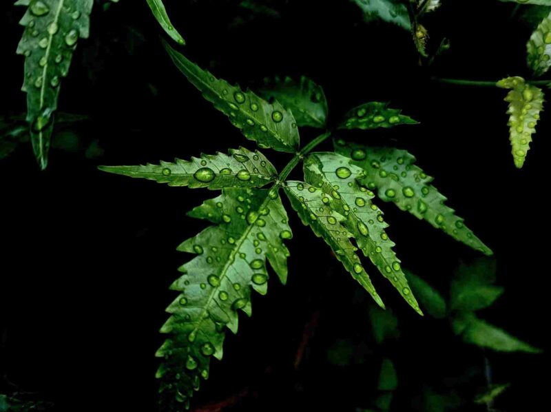 Neem for treatment of dengue fever
