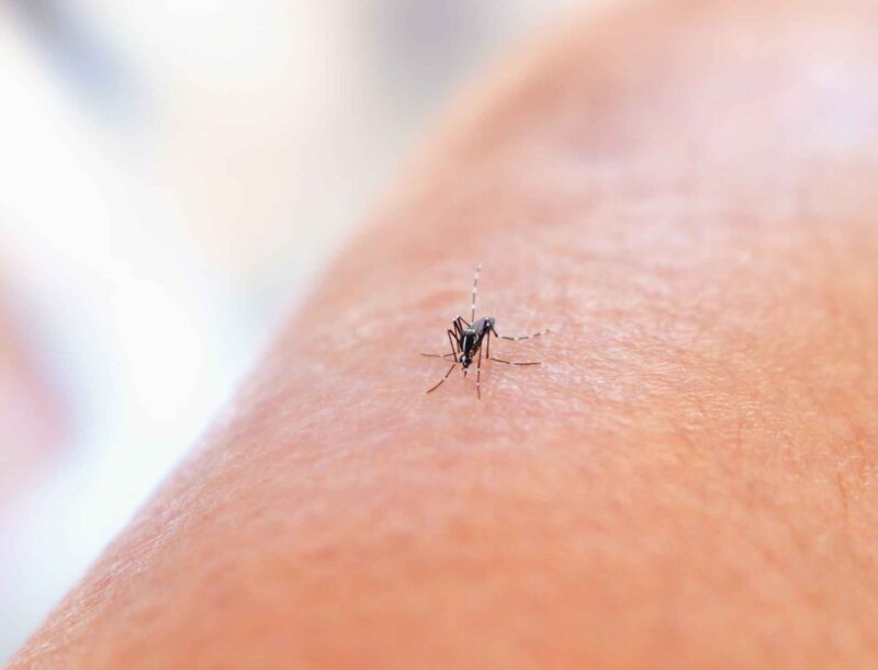 Mosquito Bite - Dengue Fever