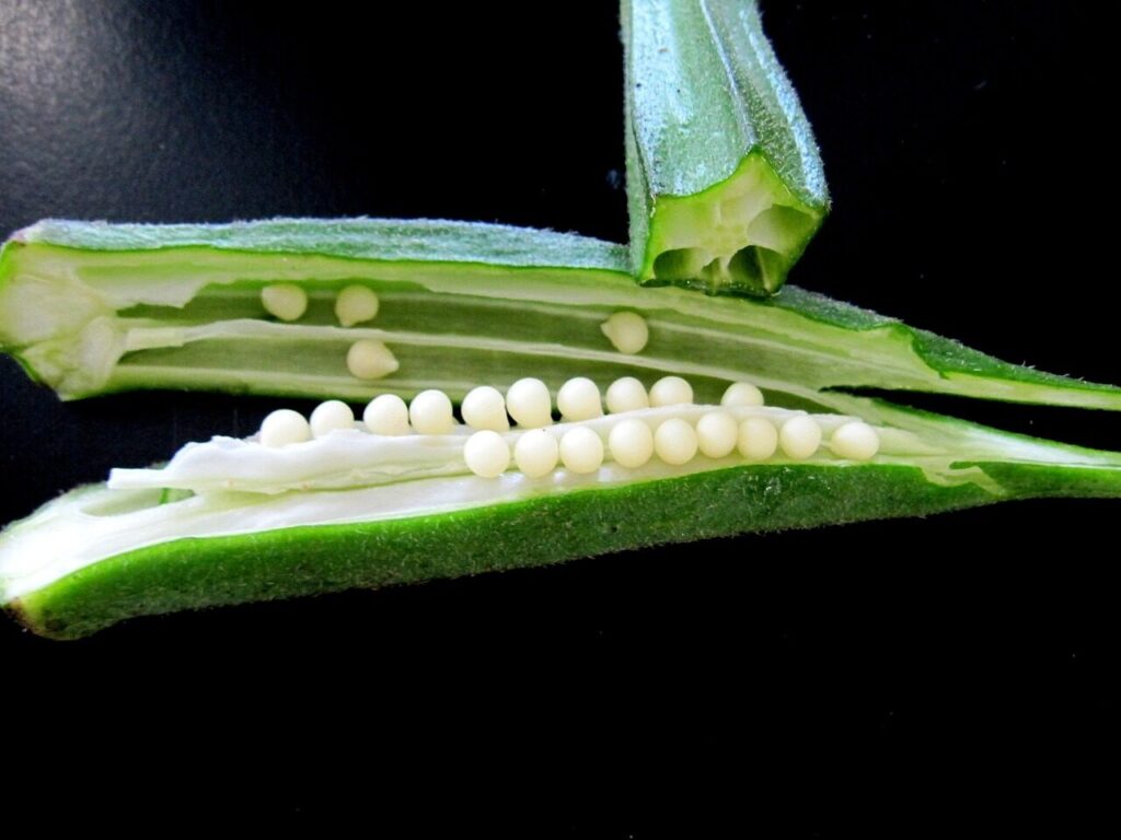 okra, health, okra, okra, okra, okra, okra-651911.jpg
