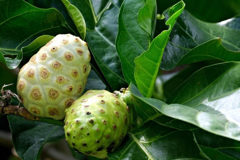 Unlocking the Health Benefits of Noni Juice: The Nutritional Power of Nature’s Remedy