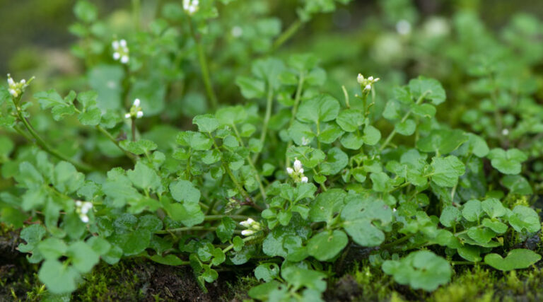 The Hidden Seed Bank Beneath Your Lawn: Why Weeds Keep Coming Back