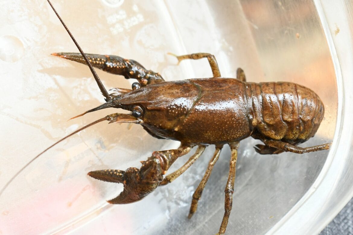 Cray fish Green amaranth recipes
