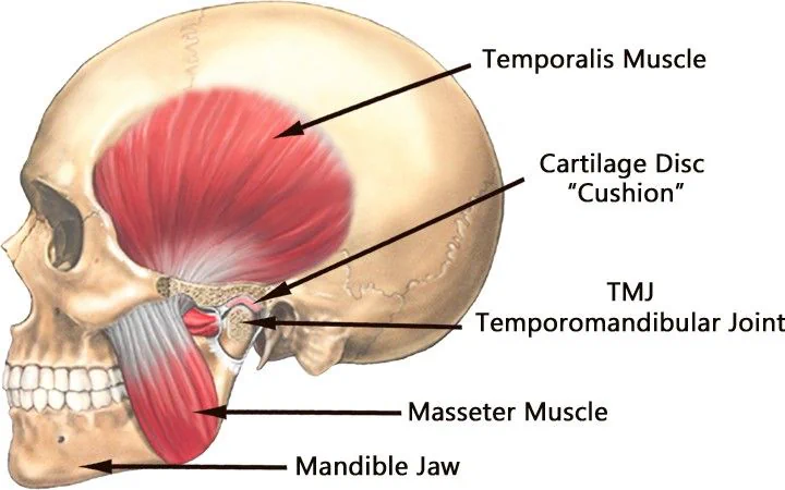 The Temporomandibular Joint: Causes, Symptoms and Treatment