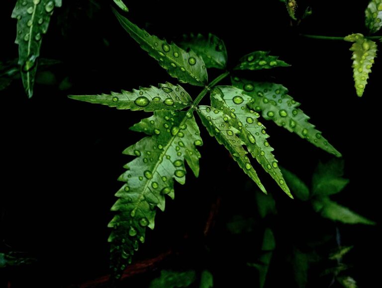 10 Effective Neem Face Packs and Masks for Your Skin