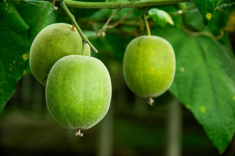 What Is Monk Fruit? The Natural Sweetener That Actually Works